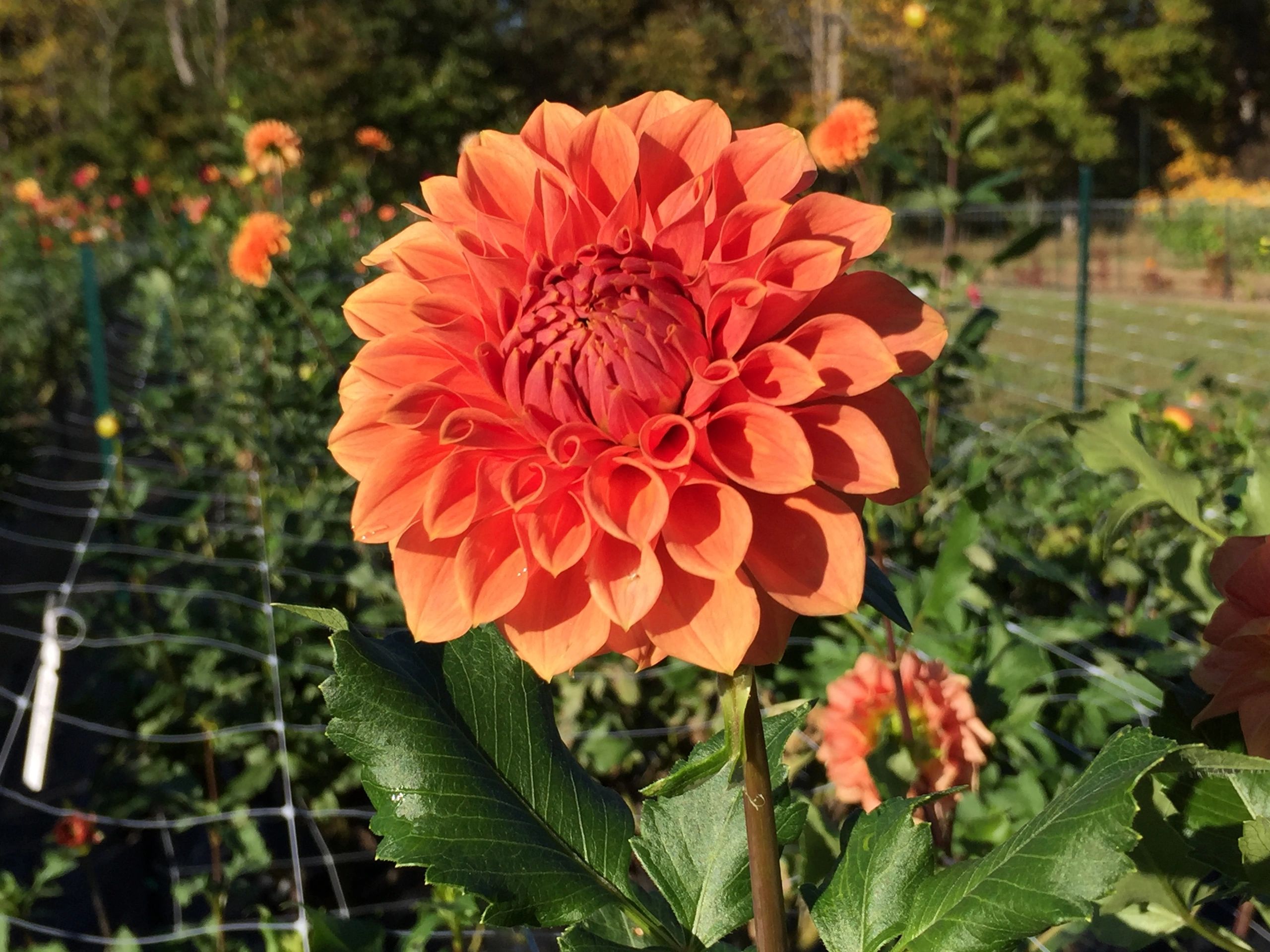 more-favorite-orange-dahlias